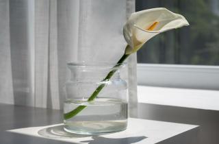 Монеты в воде помогают дольше сохранять свежесть цветов — sfp versilia