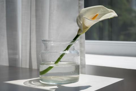 Монеты в воде помогают дольше сохранять свежесть цветов — sfp versilia