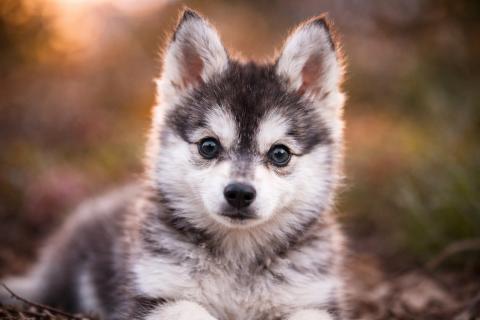 Продажа щенков младше трёх месяцев может быть признаком обмана — ветеринар