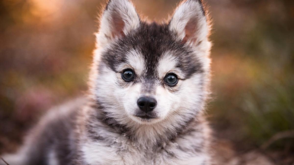 Щенок кли-кай