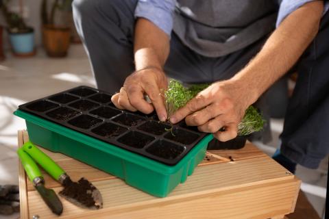 Семена упорно не всходили — оказалось, всё портил один 