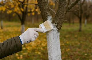 Побелка перекрывает поры молодой коры и усиливает риск ожогов — садоводы