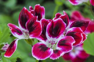 Прищипка верхушки пеларгонии формирует кустистую крону — цветоводы