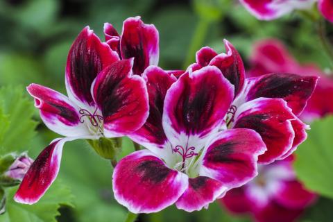 Прищипка верхушки пеларгонии формирует кустистую крону — цветоводы