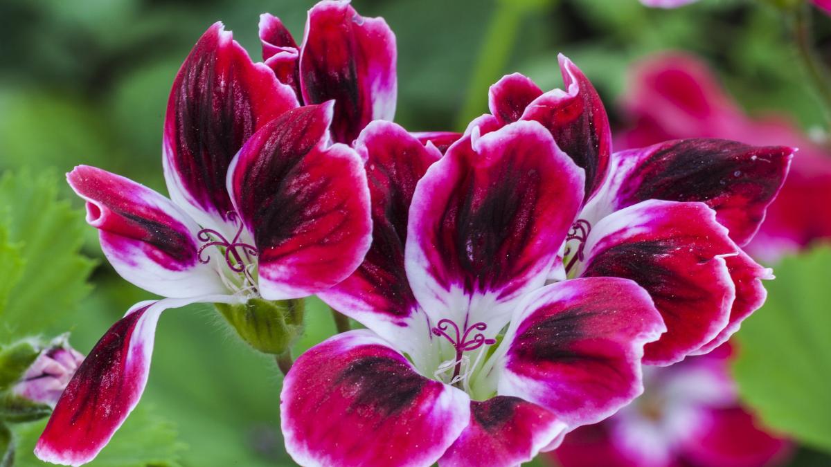 Герань, пеларгония