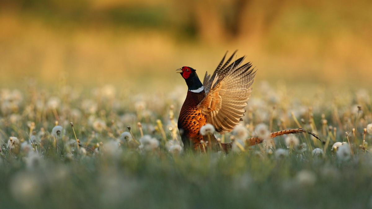 Дикий фазан в природе