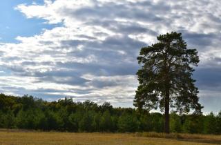 Выращивание сосны из шишки позволяет получить крепкое дерево без пересадки из леса — садоводы