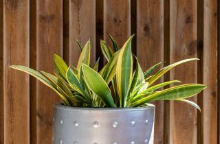 Агрономы рекомендуют делить змеиные растения в период покоя