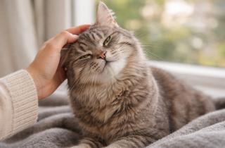 Кошка подмигивает из-за сухости третьего века — ветеринар