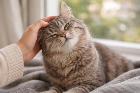 Кошка подмигивает из-за сухости третьего века — ветеринар