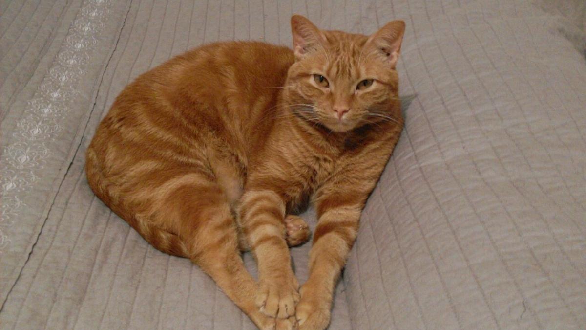 рыжий кот рыжий кот