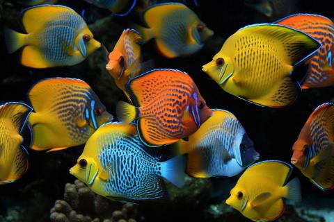 Рыбы используют акустическую коммуникацию между особями одного вида — ученые