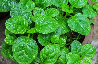 Когда помидоры замёрзли, я не расстроилась — эти листья спасли весь мой огород