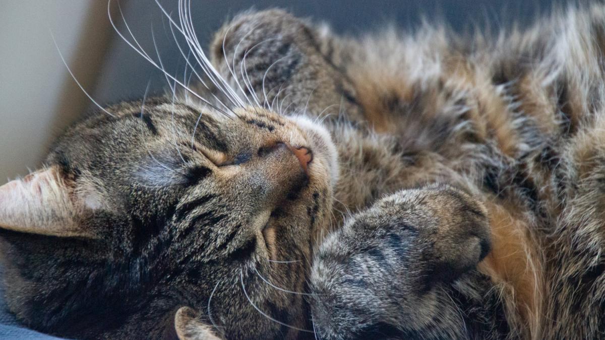 Кошка спит Кошка спит