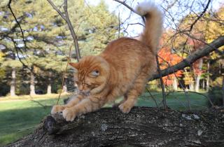 Домашним кошкам подстригают когти примерно раз в месяц — ветеринары