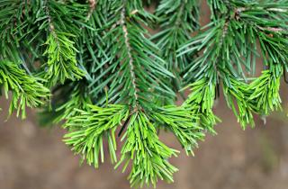 Размножение пихты черенками помогает получить точную копию материнского дерева — агрономы