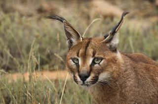 Каракал является дикой кошкой и не подходит для домашнего содержания — Fanpage