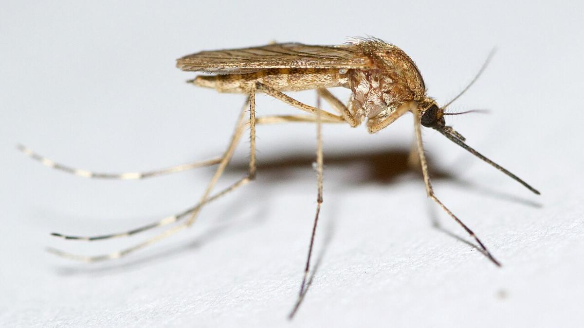 комар Aedes riparius комар Aedes riparius