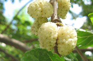 Шелковица требует солнечного места и минимального полива для стабильного плодоношения — агрономы