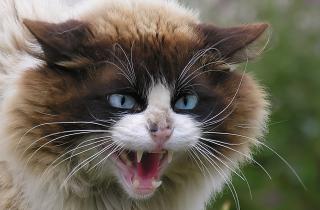 Поведенческие специалисты: атаки кошек на ноги связаны с охотничьим инстинктом и стрессом