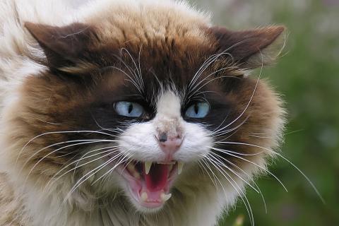 Поведенческие специалисты: атаки кошек на ноги связаны с охотничьим инстинктом и стрессом