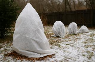 Хвойные ветви предотвращают вымерзание и выпревание садовых культур — Екатерина Власова