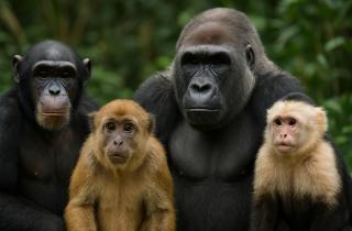 Уайз: в пяти зонах лобной коры мозга приматов, нейроны реагировали на относительное положение корма