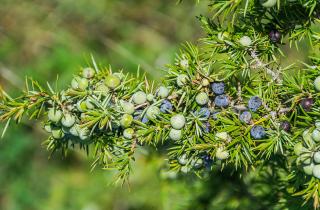 Можжевельник легко размножается черенками и отводками в любое время года — специалисты