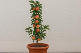 Карликовые плодовые деревья обеспечивают высокий урожай на балконах — агроном