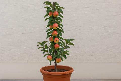 Карликовые плодовые деревья обеспечивают высокий урожай на балконах — агроном