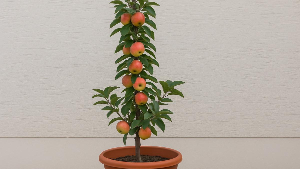 колонновидная яблоня