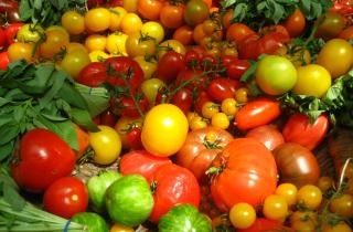 Дикие помидоры дали урожай без регулярного ухода — Симона Седлачкова