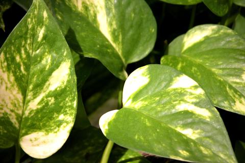 Гидрофобная почва у потоса приводит к пересыханию корней — агрономы