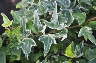 Комнатный плющ улучшает декоративность интерьера — ботаник Елена Грушина