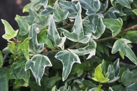 Комнатный плющ улучшает декоративность интерьера — ботаник Елена Грушина