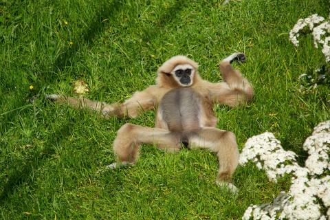 Мозговой отдел черепа человека эволюционировал в два раза быстрее, чем у других приматов