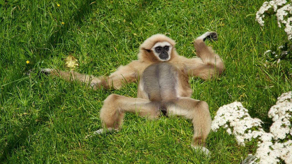 Гиббоны в танцах подражают поп-исполнительнице Мадонне