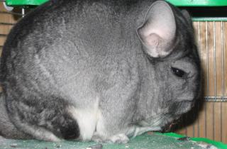 Эксперты: отказ от сена у шиншилл вызывает нарушения пищеварения и рост зубов