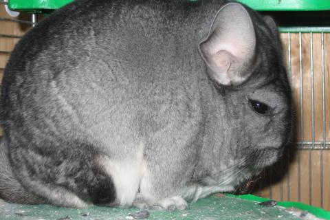 Эксперты: отказ от сена у шиншилл вызывает нарушения пищеварения и рост зубов