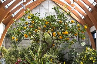 Инфекции в теплице уменьшаются благодаря дезинфекции — отмечает Владимир Селиванов