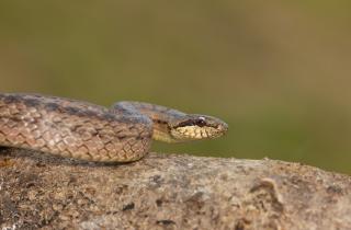 Гадюки атакуют быстрее реакции млекопитающих, а аспиды сжимают челюсти многократно