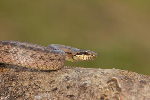 Гадюки атакуют быстрее реакции млекопитающих, а аспиды сжимают челюсти многократно