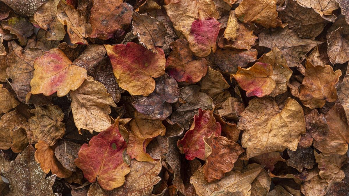 листва осень