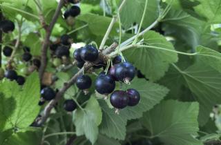 Смородину в январе режу без жалости — летом куст усыпан ягодами: главное знать, что убрать