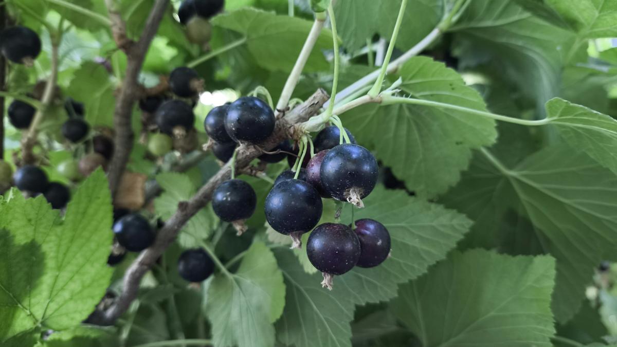 Черная смородина