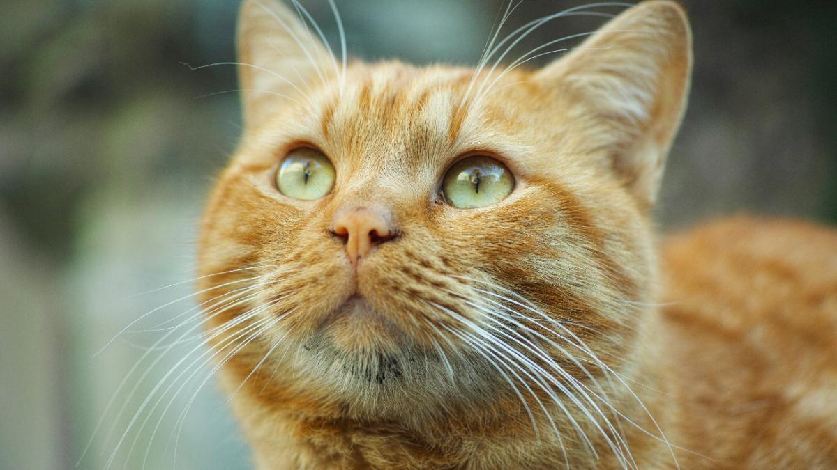 Рыжая кошка Рыжая кошка