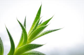 Совместные посадки улучшают микроклимат вокруг комнатных растений — агрономы