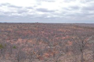 Экологически чистые цветы наполняют пустырь красотой и жизнью за один сезон — садоводы