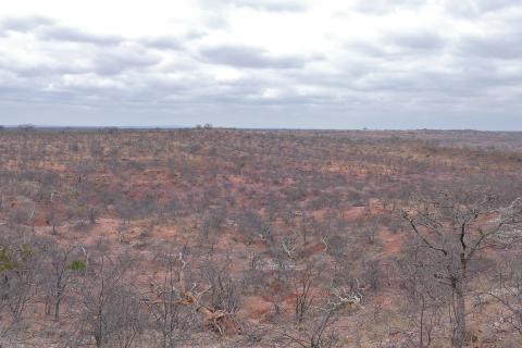 Экологически чистые цветы наполняют пустырь красотой и жизнью за один сезон — садоводы