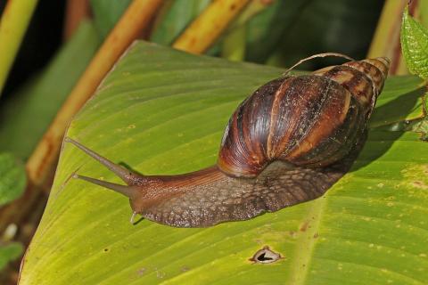 Моллюски Hinea brasiliana меняют поведение из-за повышения кислотности воды